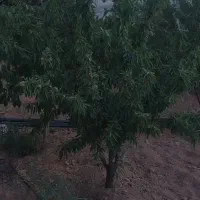 فروش زمین کشاورزی