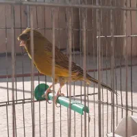 قناری نر سوپر کاکلی سو قدیم