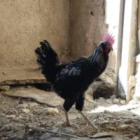 خروس گلین|حیوانات مزرعه|تهران, امیریه|دیوار