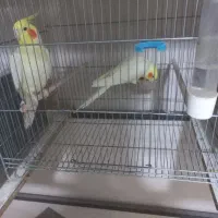 عروس هلندی معاوضه با قناری