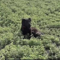 سگ ماچ قدرجونی