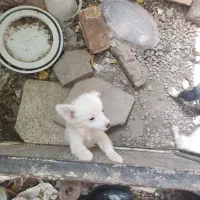 سگ خارجی