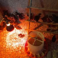 بوقلمون نر،خروس لهستانی،جوجه گلین،لاری|حیوانات مزرعه|ضیابر, |دیوار