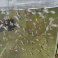 ماهی بلوآکارا معاوضه با پرنده عروس هلندی کوتوله