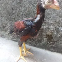 خروس لاری اصل افغان