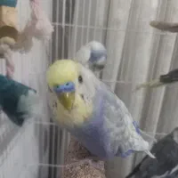 پنج عدد پرنده