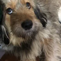 سگ پامر|سگ|اهواز, فولادشهر|دیوار