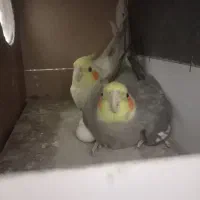 یه جفت عروس