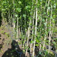 نهال بادرآمدی بالا نهال گلدانی آماده کاشت صنوبراصل