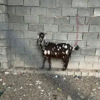 فروش بز پاکستانی ومعمولی