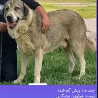 پژدر