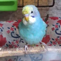 مرغ عشق نر