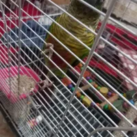 طوطی گرینچیک|پرنده|مشهد, شهید قربانی|دیوار