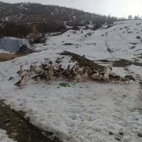 قاز محلی|حیوانات مزرعه|مریوان, |دیوار