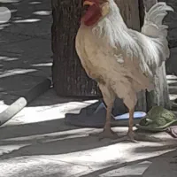 خروس جوان  سفید