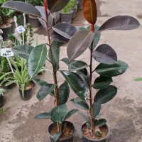 گل-گلخانه-گلخونه