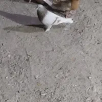 رنگی برای پروندن|پرنده|بهبهان, |دیوار