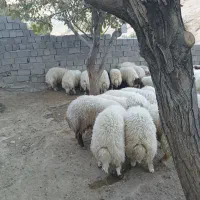 بره|حیوانات مزرعه|سیوان, |دیوار