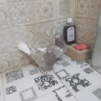 دم سفید|پرنده|شیراز, کرونی(خاتونک)|دیوار