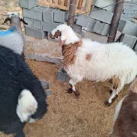 فروش سه عدد بره نر پلواری و دوعد میش بره|حیوانات مزرعه|مشهد مرغاب, |دیوار