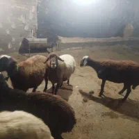 میش جوان|حیوانات مزرعه|زاغه, |دیوار