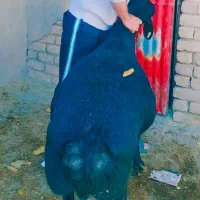 قوچ میش بره قره قزل بز گوسفند سگ گله گاو