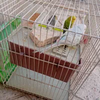 ۳عدد مرغ عشق با لوازم|پرنده|مشهد, خواجه ربیع|دیوار