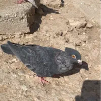 کبوتر موشی طوق سفید ماده سرور ماده|پرنده|لار, |دیوار