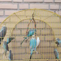 مرغ عشق جوان سالم کارداده|پرنده|خمینیشهر, |دیوار