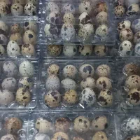 تخم بلدرچین تازه خانگی ارگانیک|خوردنی و آشامیدنی|اصفهان, ولدان|دیوار