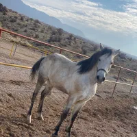 اسب کرد کورسی