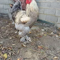 تخم برهما نطفه دار ضمانت دار|حیوانات مزرعه|آمل, |دیوار