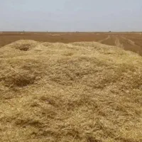 کاه ۴ انبار بزرگ گندم دیم