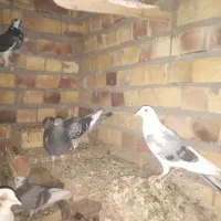 پرشی جوجه بوم