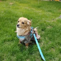 واگذار رایگان مادر وتوله|سگ|کرمان, |دیوار