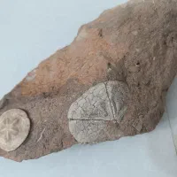فسیل ستاره دریایی