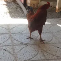 خروس.
