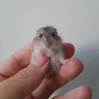 همستر کمپل|موش و خرگوش|اصفهان, خواجو|دیوار