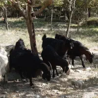 بز فروشی