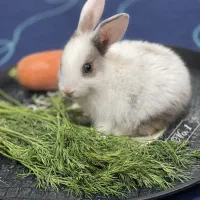 واگذاری خرگوش