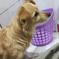 سگ پاکوتاه خانگی|سگ|بجنورد, |دیوار