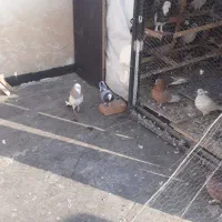 دوتا شازده همای نر و ی نر سبز و ی سفید سینه ماشی|پرنده|تهران, جیحون|دیوار