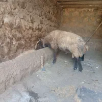 قورچ ورن اصل شال