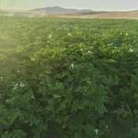یونجه فروشی