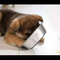 واگذاری توله سگ