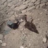 دو عدد مرغ|پرنده|مریوان, |دیوار