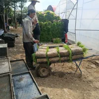 میل گرد خزانه وسینی نشا