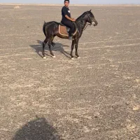 فروش یک راس اسب|اسب و تجهیزات اسبسواری|نرماشیر, |دیوار