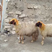 قوچ و بره قوچ|حیوانات مزرعه|گهواره, |دیوار