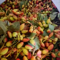 پسته|خوردنی و آشامیدنی|قم, زند آباد|دیوار